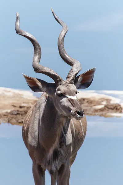 Kudu - Etosha Safari Park na Namíbia — Fotografia de Stock