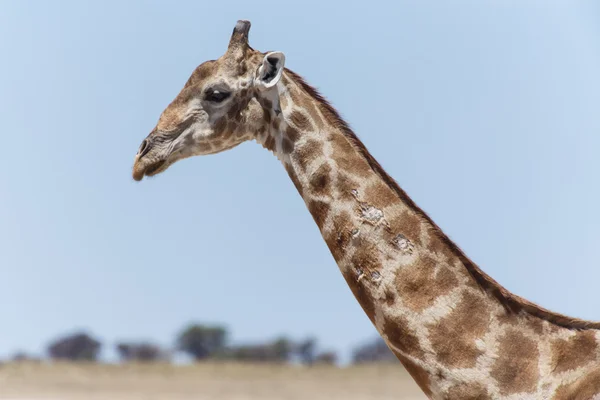 Žirafa - safari parku etosha v Namibii — Stock fotografie