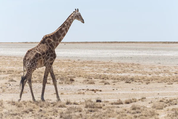 Girafa - Etosha Safari Park na Namíbia — Fotografia de Stock