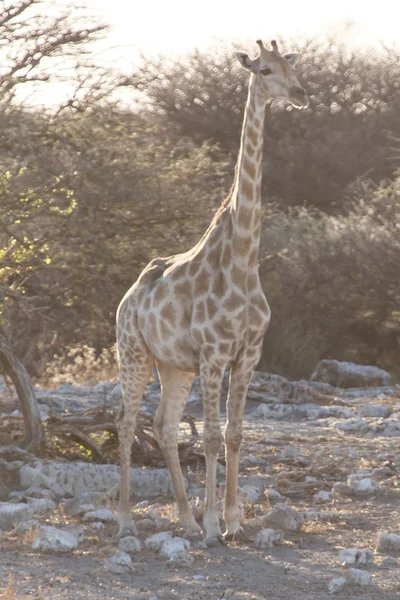 Jirafa - Etosha Safari Park en Namibia — Foto de Stock