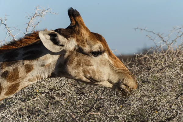 Žirafa jíst - safari park etosha v Namibii — Stock fotografie