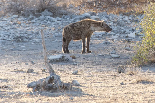 Hyena - Etosha Safari Park na Namíbia — Fotografia de Stock