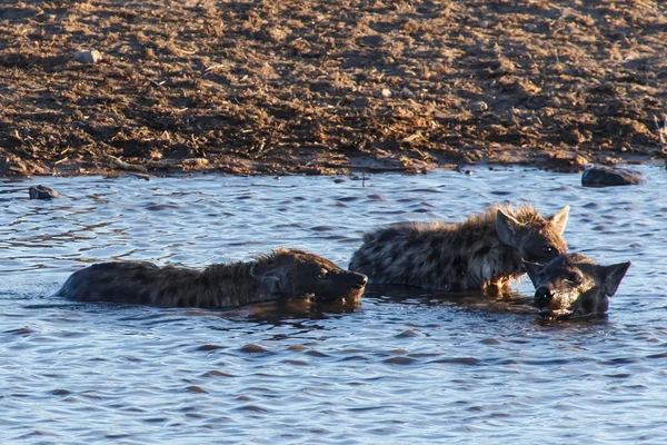 Hiena w woda - etosha park safari w Namibii — Zdjęcie stockowe