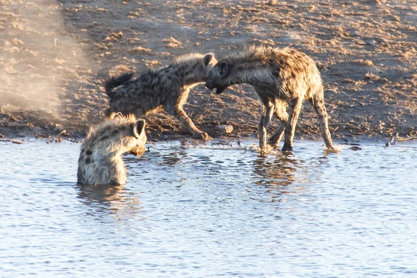 A vizes gödör - etosha safari park-Namíbia hiéna — Stock Fotó