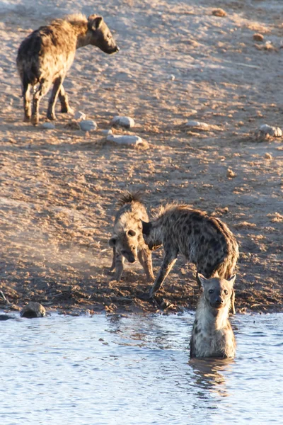 Hyena's op water hole - etosha safari park in Namibië — Stockfoto