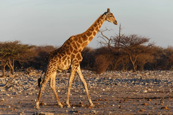 Żyrafa - etosha park safari w Namibii — Zdjęcie stockowe