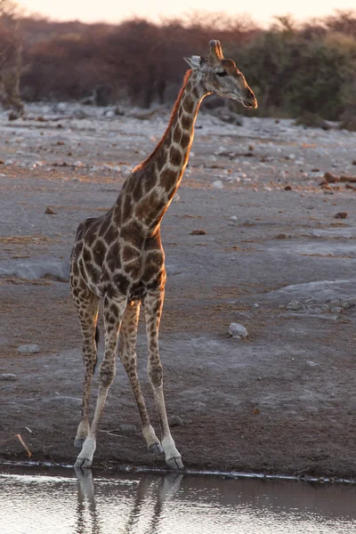 Giraffa - Etosha Safari Park in Namibia — Foto Stock