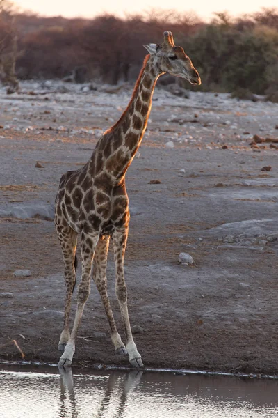 Žirafa - safari parku etosha v Namibii — Stock fotografie