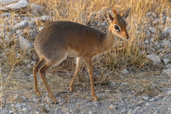 Dik Dik - Etosha Safari Park na Namíbia — Fotografia de Stock