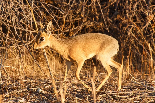 Dik-Dik - Etosha Safari Park in namibia — Stockfoto