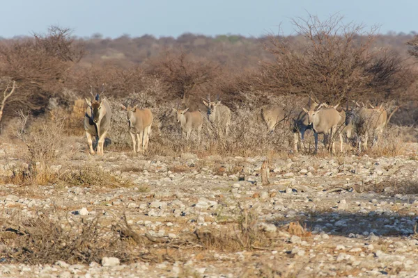 Eland - safari parku etosha v Namibii — Stock fotografie