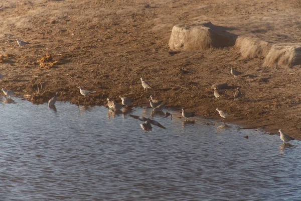 Güvercin güvercin etkin safari park Namibya — Stok fotoğraf