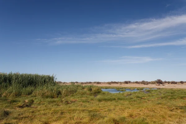 Safari park Etosha v Namibii — Stock fotografie