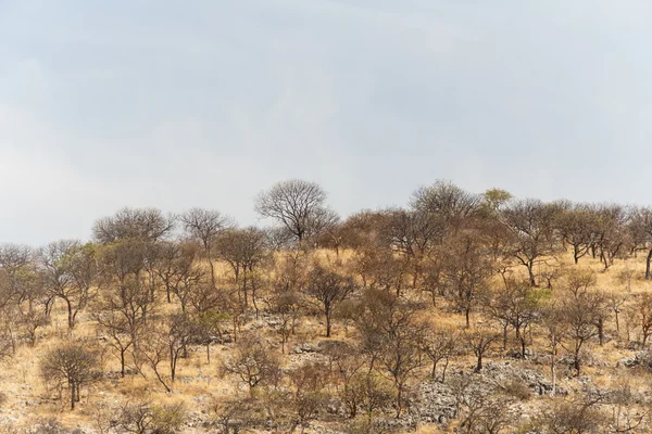 Safari park Etosha v Namibii — Stock fotografie