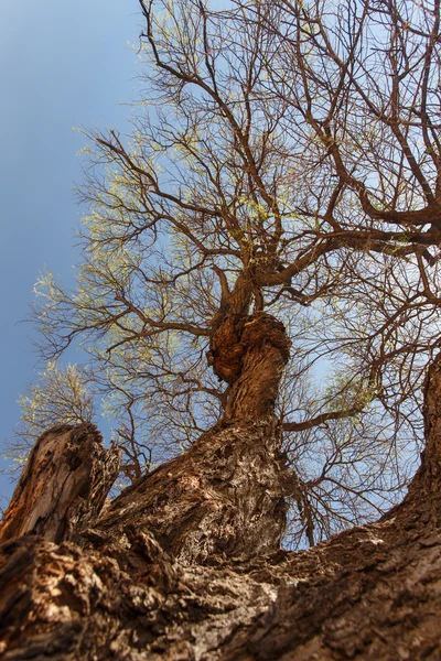 Drzewo w etosha park safari w Namibii — Zdjęcie stockowe