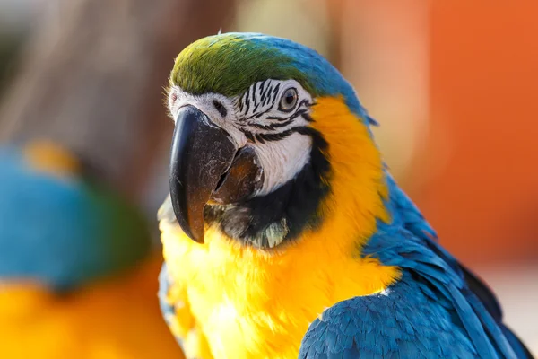 Macaw albastru și galben — Fotografie, imagine de stoc