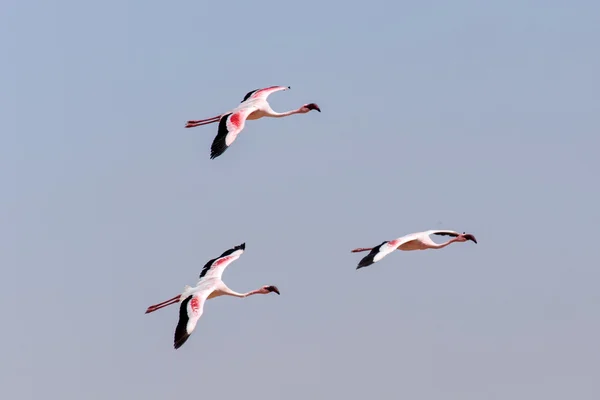 Flamingo vliegen - Namibië — Stockfoto