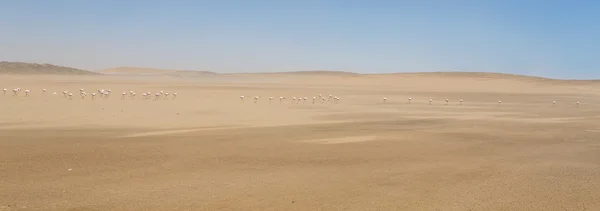 Flamant rose - Namibie — Photo