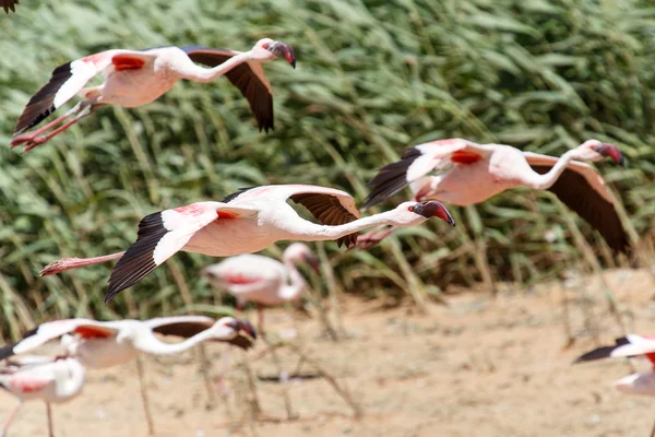 Plameňáků létání - Namibie — Stock fotografie