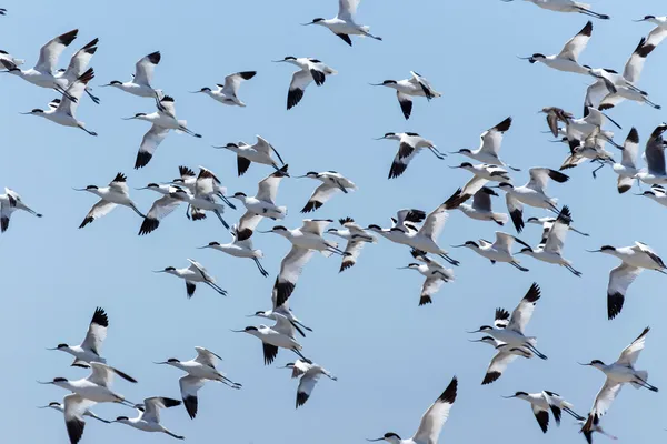 Papamoscas de avoceta, Namibia — Foto de Stock