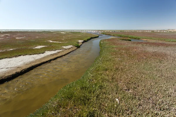 Ramsar-området - walvis bay — Stockfoto