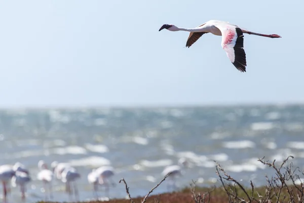 Flamingo vliegen - Namibië — Stockfoto