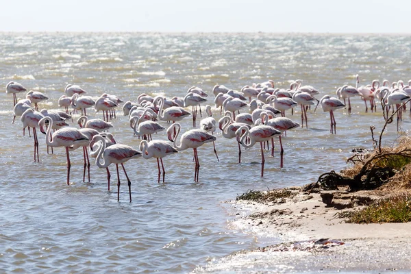 Flamingo - Namibië — Stockfoto