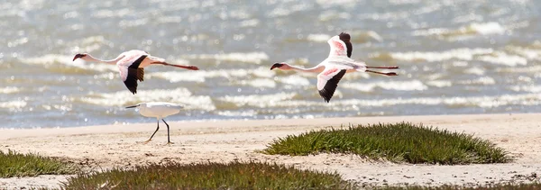 Flamingo uçan - Namibya — Stok fotoğraf