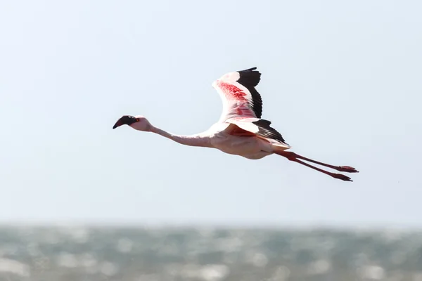 Flamingo uçan - Namibya — Stok fotoğraf