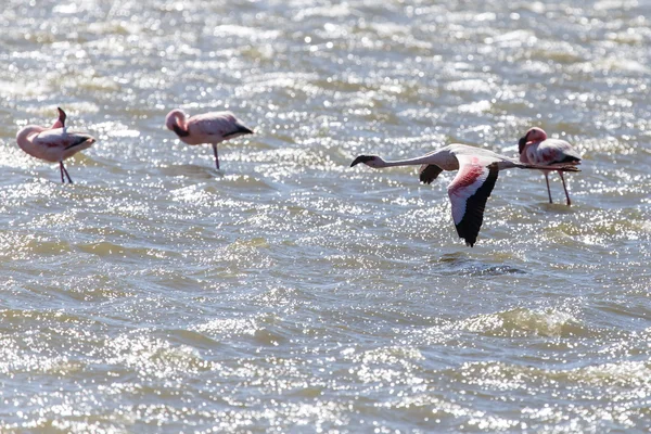 Flamingo vliegen - Namibië — Stockfoto