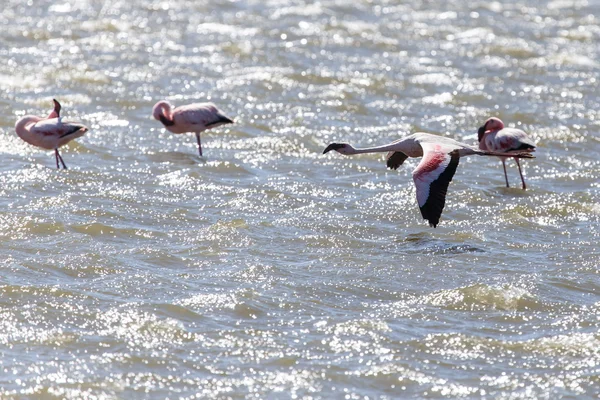 Flamingo Flying - Namibia — Stock Photo, Image