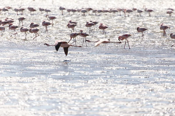 Flamingo บิน - นามิเบีย — ภาพถ่ายสต็อก