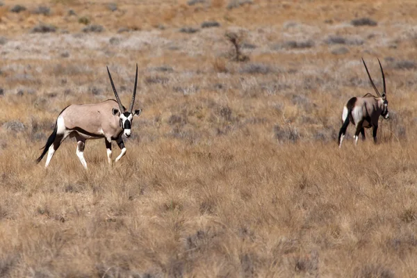 Oryx i Sossusvlei, Namibia - Stock-foto