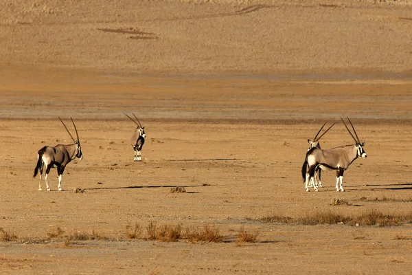 ソーサス フライ、ナミビアでオリックス — ストック写真