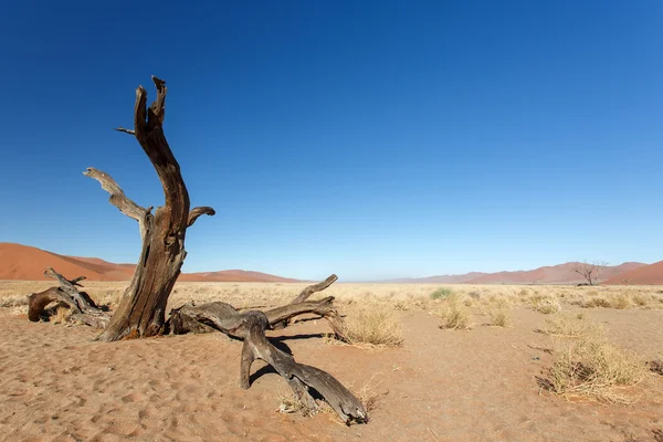 在 sossusvlei，纳米比亚的死树 — 图库照片