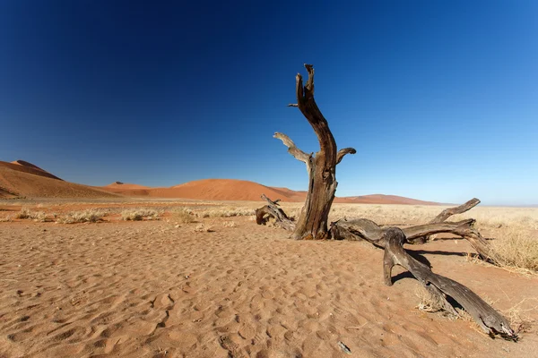 在 sossusvlei，纳米比亚的死树 — 图库照片