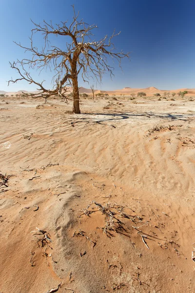 在 sossusvlei，纳米比亚的死树 — 图库照片