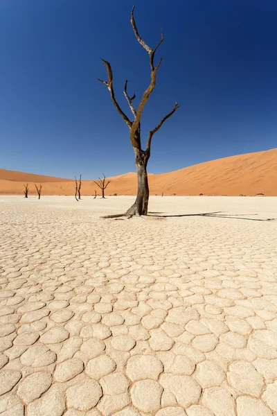 Dead Vlei - Sossusvlei, Namibie — Photo