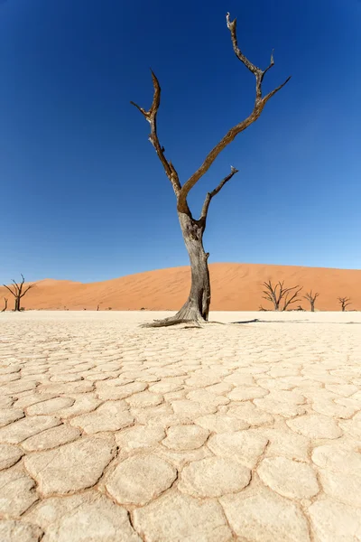 Dead vlei - susza, namibia — Zdjęcie stockowe