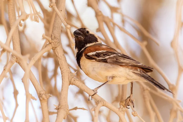 Manliga sällskaplig weaver fågel, namibia — Stockfoto