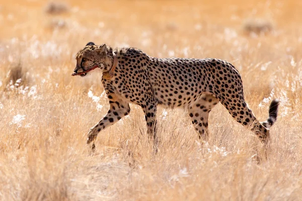 Cheetah Eats in Sossusvlei, Namibia — Stock Photo, Image
