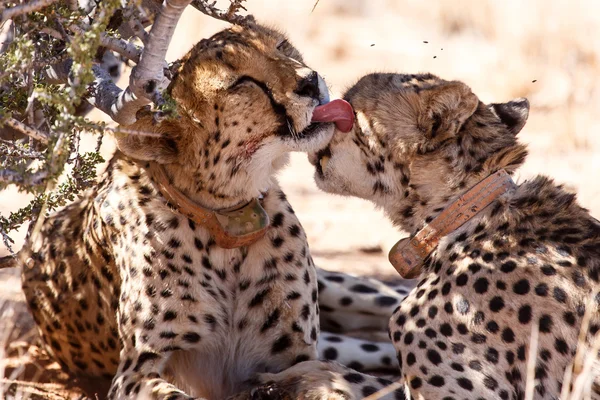 Cheetah slickar i Sossusvlei, Namibia — Stockfoto