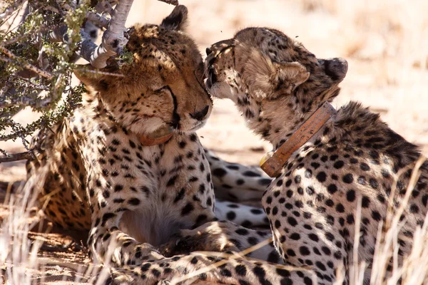 Cheetah slickar i Sossusvlei, Namibia — Stockfoto