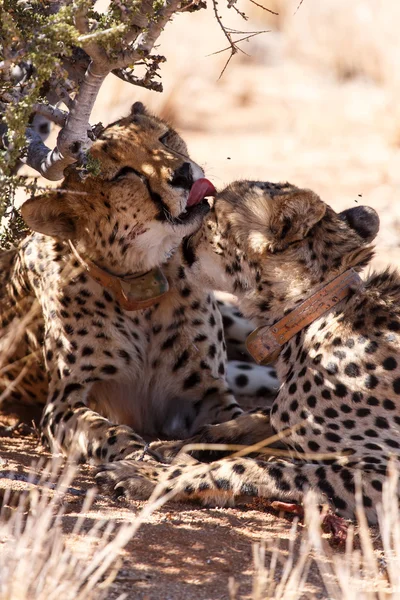 Cheetah likken in Sossusvlei, Namibië — Stockfoto