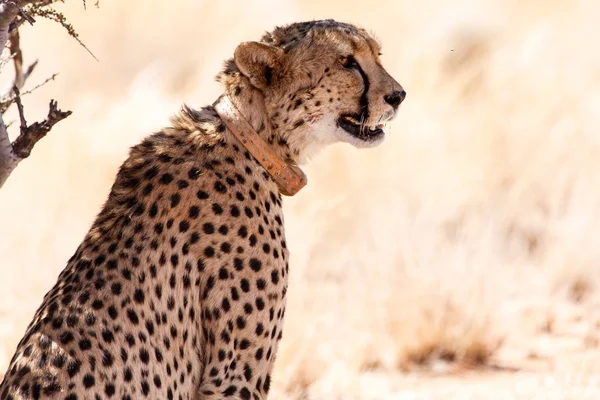 Guépard en Sossusvlei, Namibie — Photo