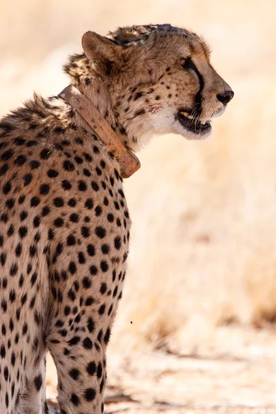 Cheetah in Sossusvlei, Namibië — Stockfoto