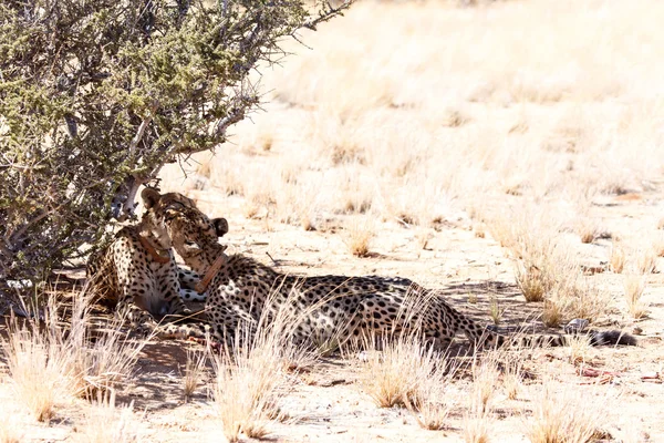 Nyalás a Sossusvlei, Namíbia gepárd — Stock Fotó
