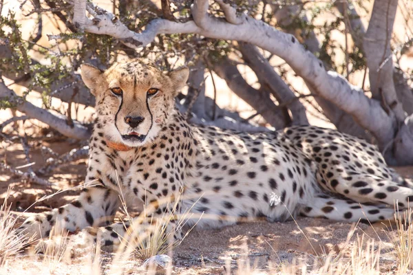 Cheetah in Sossusvlei, Namibië — Stockfoto