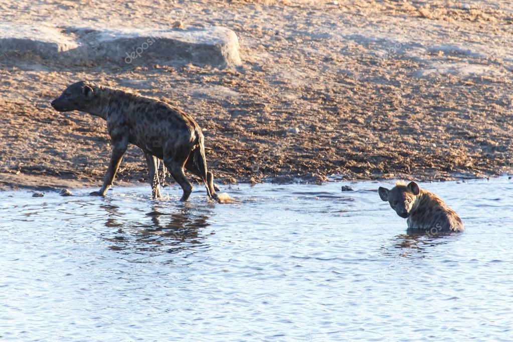 Hyena at Water Hole - Etosha Safari Park in Namibia