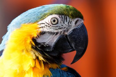 Mavi ve Sarı Macaw